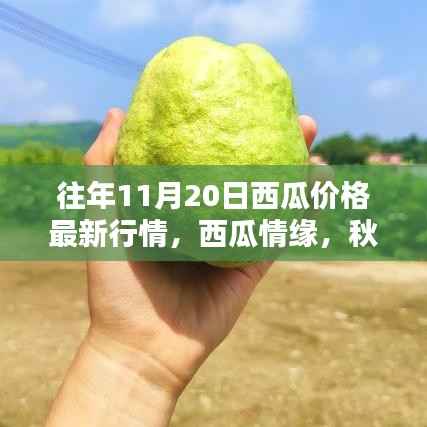 秋日西瓜情缘,最新价格行情与家的温馨惊喜