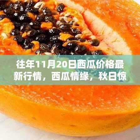 秋日西瓜情缘,最新价格行情与家的温馨惊喜