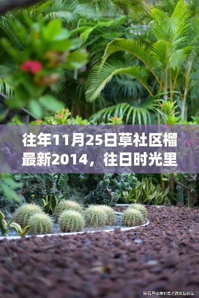 草社区榴之旅,探寻心灵与自然和谐共生的奇妙体验,往日绿意的探寻之旅