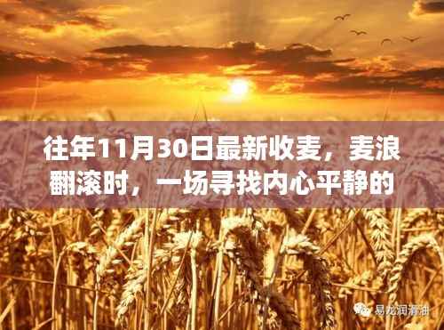 金色麦浪中的内心平静之旅,寻找往年收获日的秘密记忆