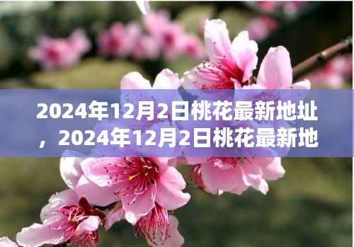 揭秘,2024年12月2日桃花盛开之地,探寻美好时光之旅