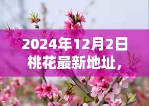 揭秘,2024年12月2日桃花盛开之地,探寻美好时光之旅