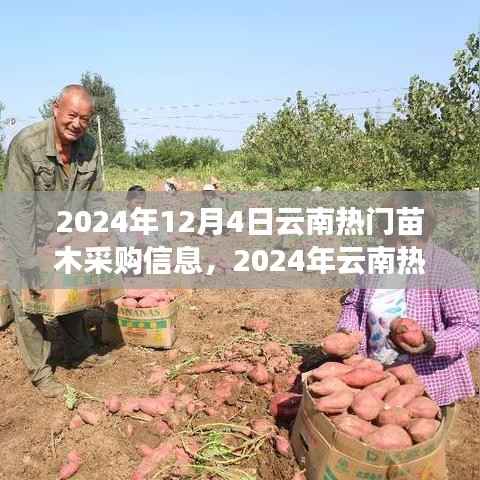 2024年云南热门苗木采购攻略,掌握信息,高效完成采购任务