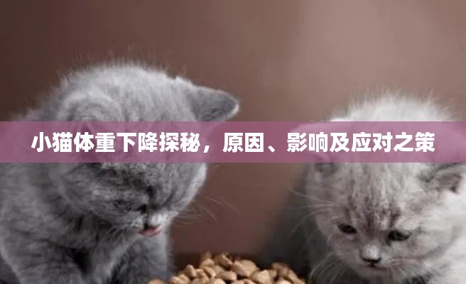 小猫体重下降探秘,原因、影响及应对之策