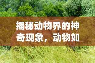 揭秘动物界的神奇现象,动物如何不断返老还童?