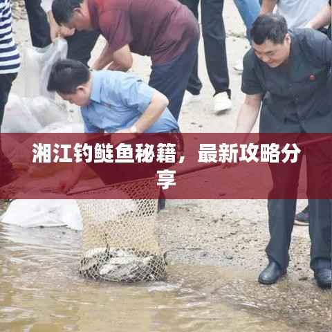 湘江钓鲢鱼秘籍,最新攻略分享