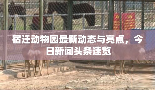 宿迁动物园最新动态与亮点,今日新闻头条速览