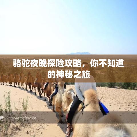 骆驼夜晚探险攻略,你不知道的神秘之旅