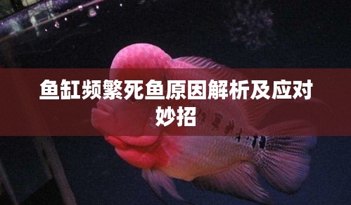 鱼缸频繁死鱼原因解析及应对妙招